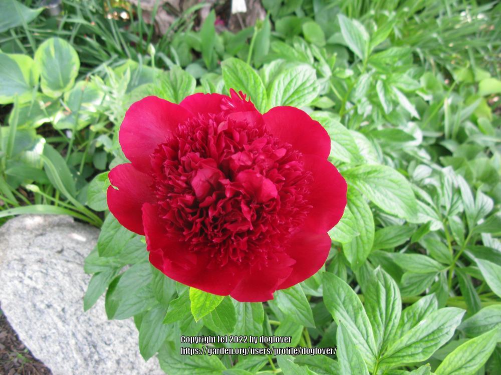 Photo of Peony (Paeonia 'Red Charm') uploaded by doglover