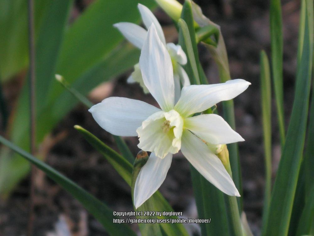 Photo of Triandrus Daffodil (Narcissus 'Thalia') uploaded by doglover