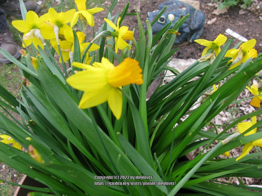 Photo of Cyclamineus Daffodil (Narcissus 'Jetfire') uploaded by doglover