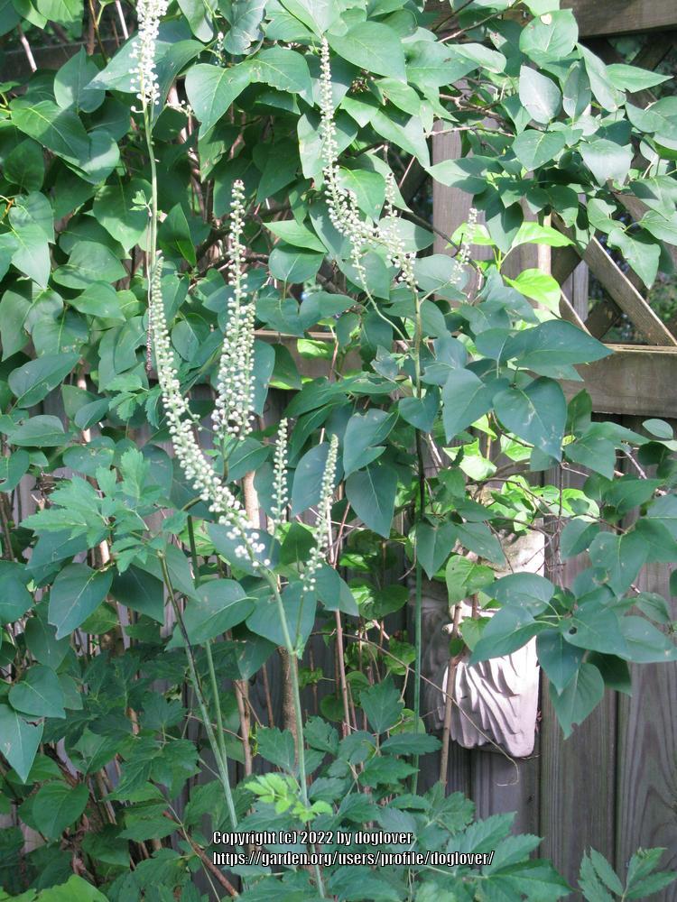 Photo of Black Cohosh (Actaea racemosa) uploaded by doglover