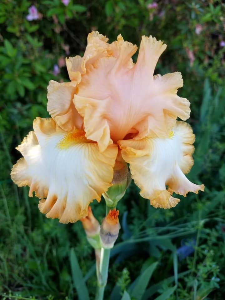 Photo of Tall Bearded Iris (Iris 'Barbara My Love') uploaded by hol36