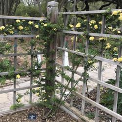 Location: San Antonio Botanical Garden, San Antonio, Texas
Date: 2022-04-04
Labeled 'Lady Banks', this is the yellow one.