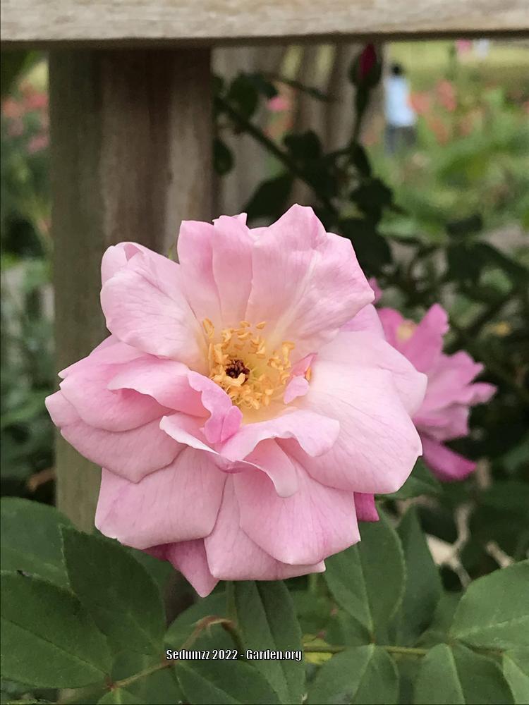 Photo of Rose (Rosa 'Old Blush, Cl.') uploaded by sedumzz