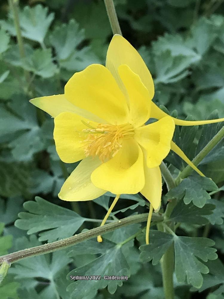 Photo of Golden Columbine (Aquilegia chrysantha) uploaded by sedumzz