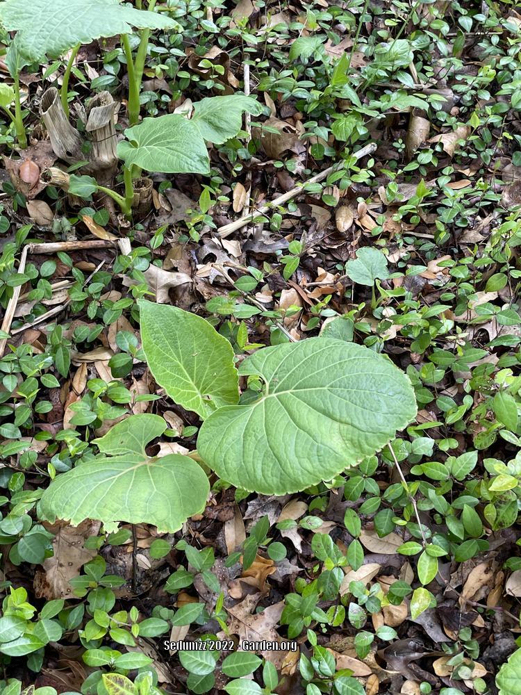 Photo of Root Beer Plant (Piper auritum) uploaded by sedumzz