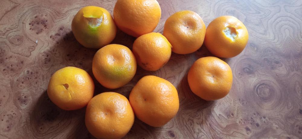 Photo of Calamondin Orange (Citrus x microcarpa) uploaded by Aamie