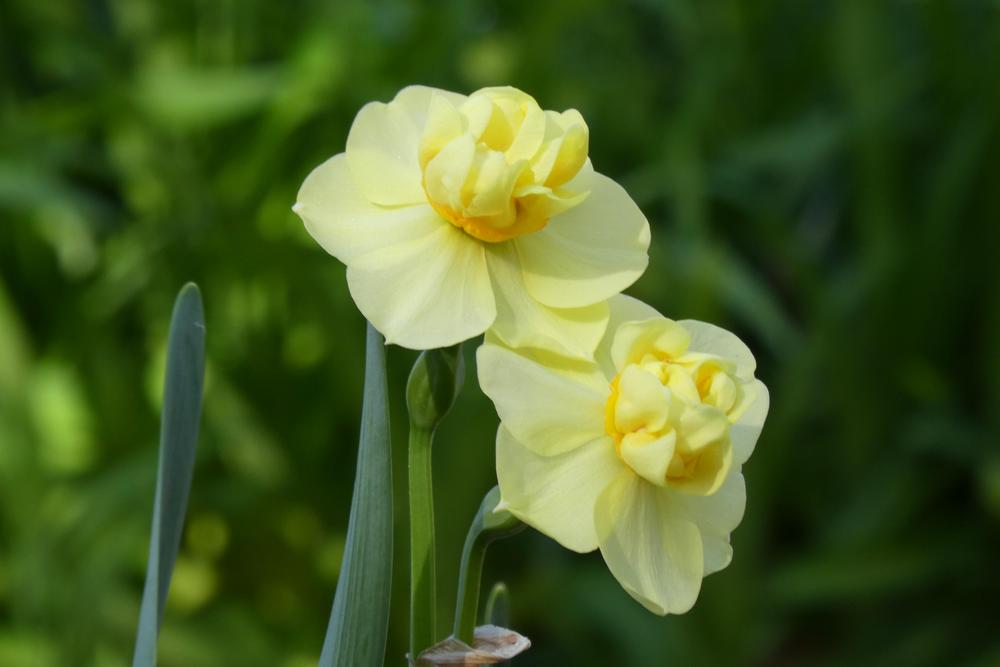 Photo of Double Daffodil (Narcissus 'Yellow Cheerfulness') uploaded by LoriMT