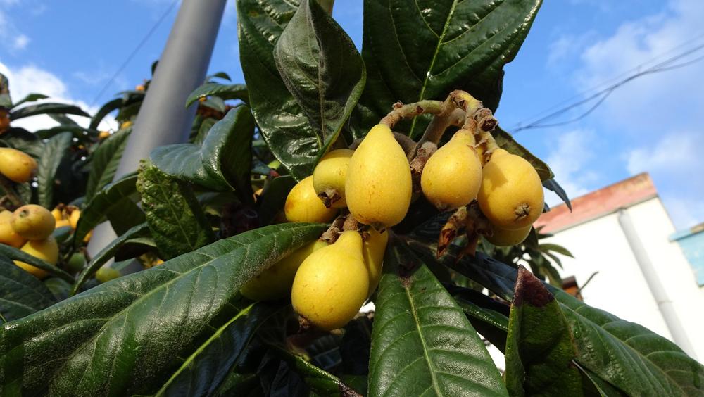Photo of Loquat (Rhaphiolepis bibas) uploaded by Orsola
