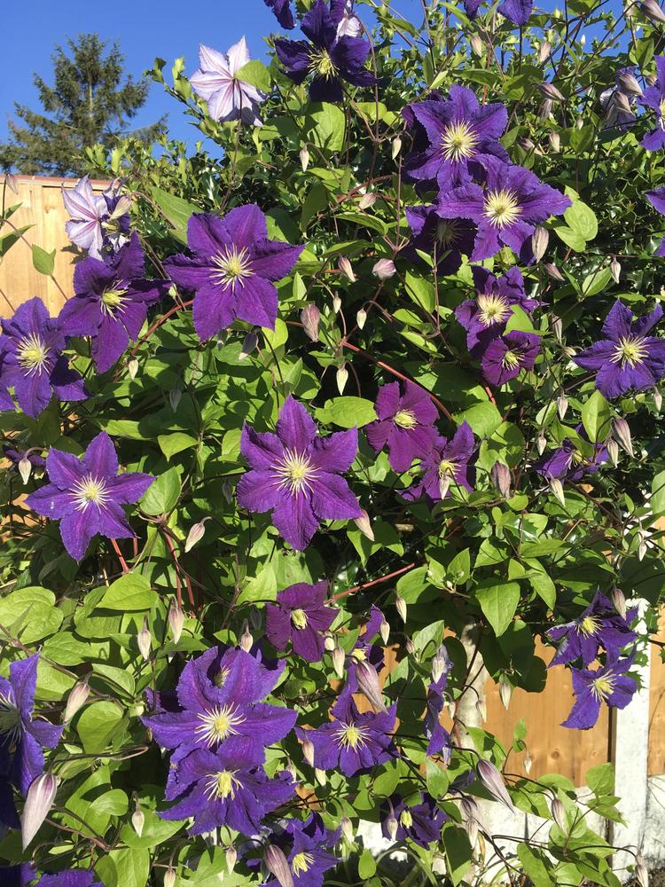 Photo of Clematis (Clematis viticella 'Etoile Violette') uploaded by RachaelHunter