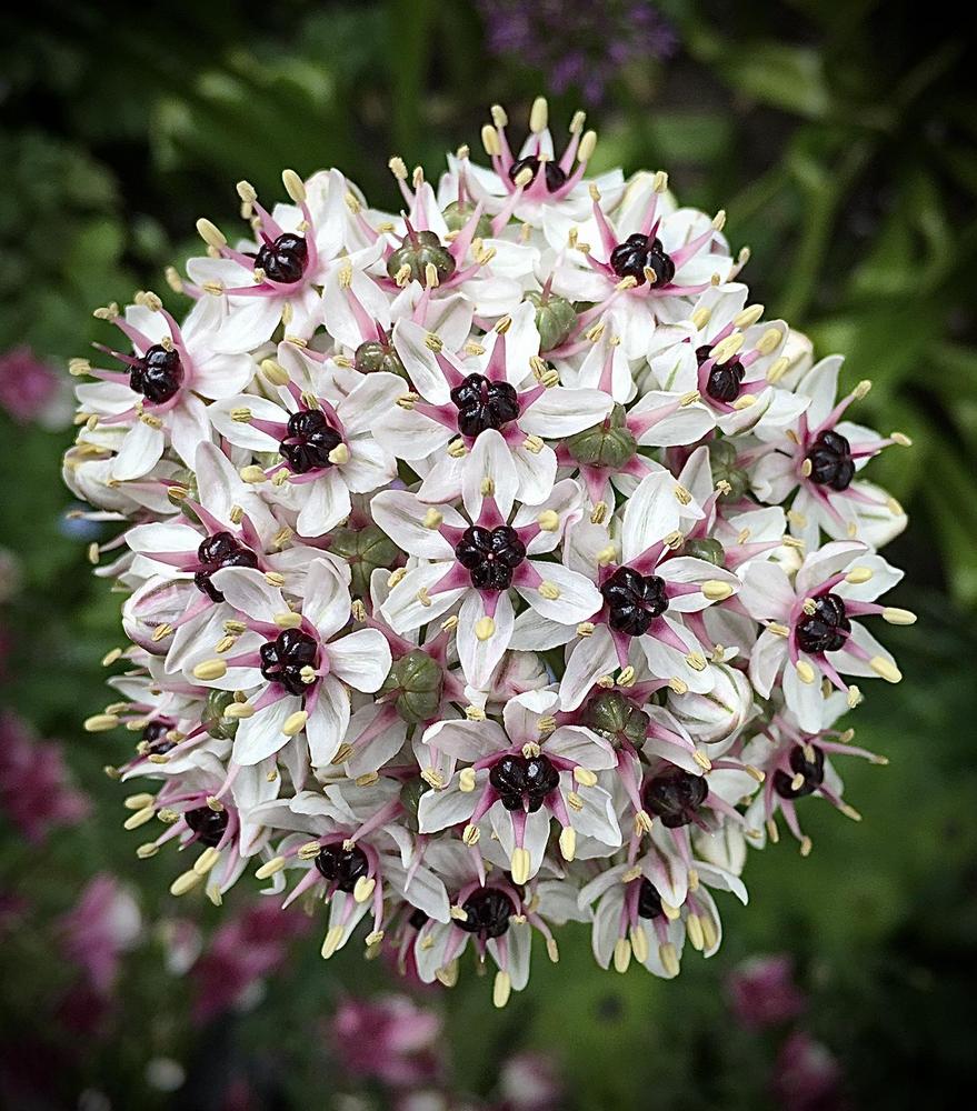 Photo of Black Garlic (Allium multibulbosum 'Silver Spring') uploaded by RachaelHunter