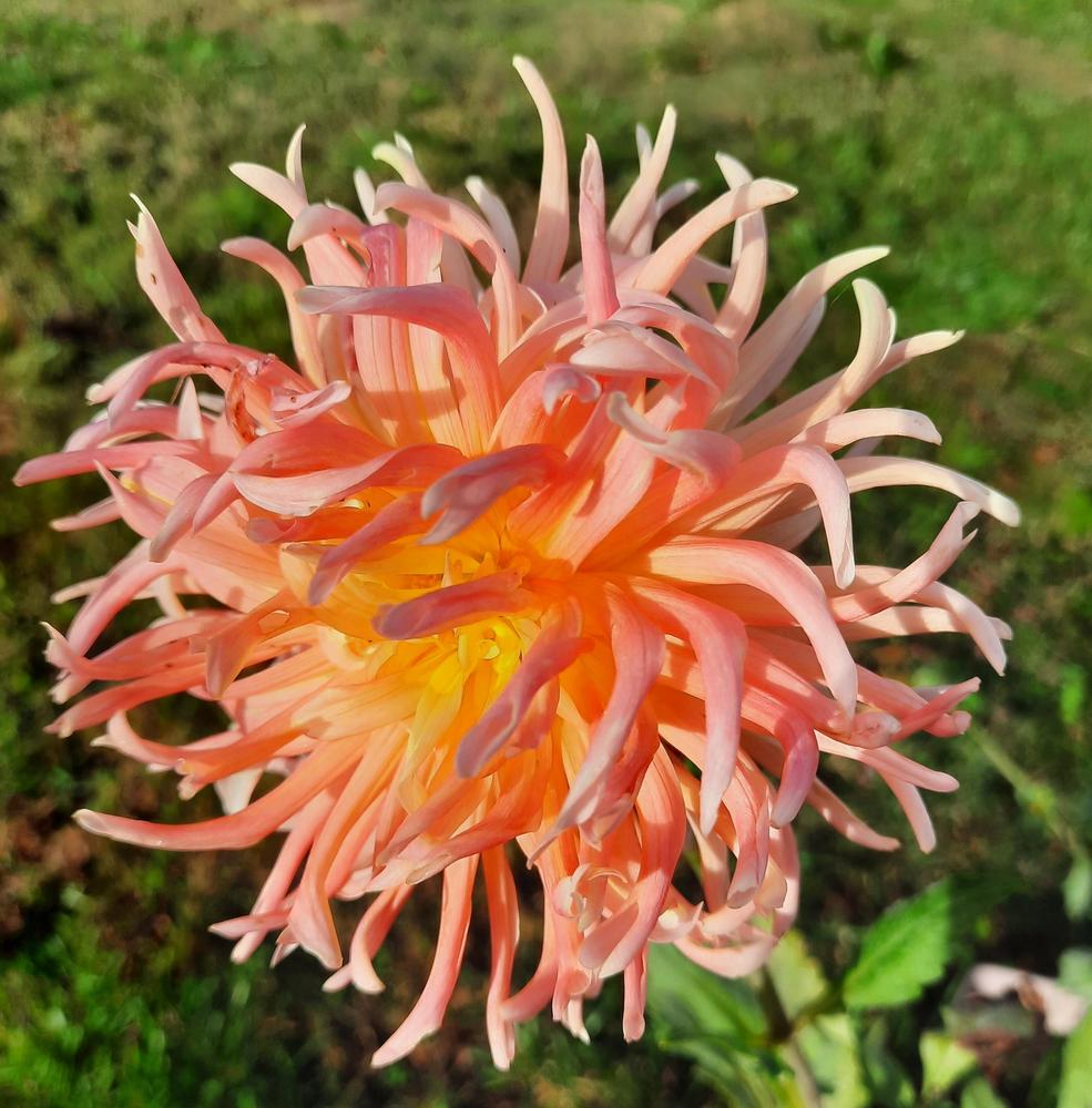 Photo of Dahlia 'Alfred Grille' uploaded by ShawnSteve