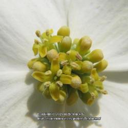 Location: Aberdeen, NC
Date: April 4, 2022
Flowering dogwood #4; RAB p.790, 142-1-1; LHB p.747,  "Latin for 