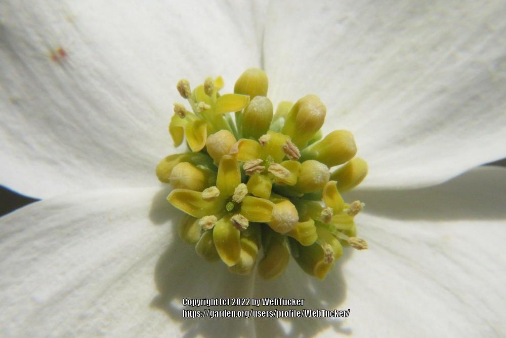 Photo of Flowering Dogwood (Cornus florida) uploaded by WebTucker
