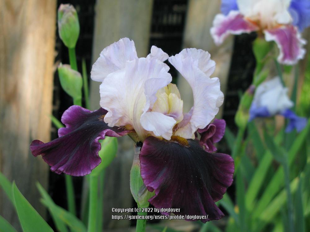 Photo of Tall Bearded Iris (Iris 'Brazilian Holiday') uploaded by doglover