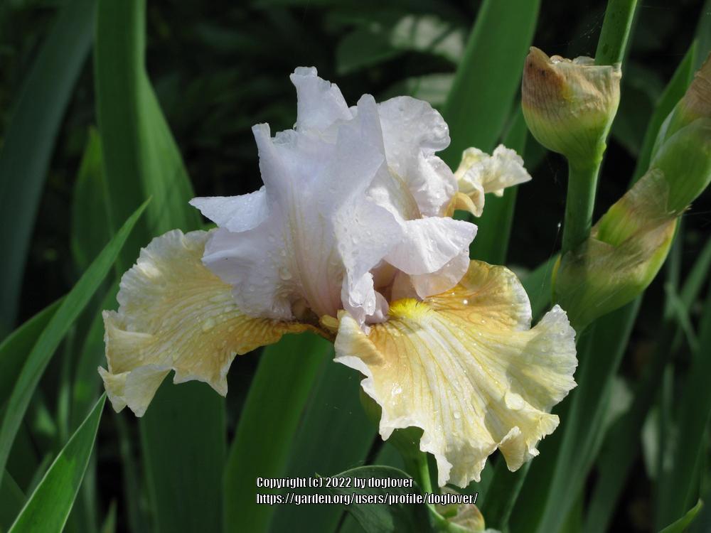 Photo of Tall Bearded Iris (Iris 'Champagne Elegance') uploaded by doglover