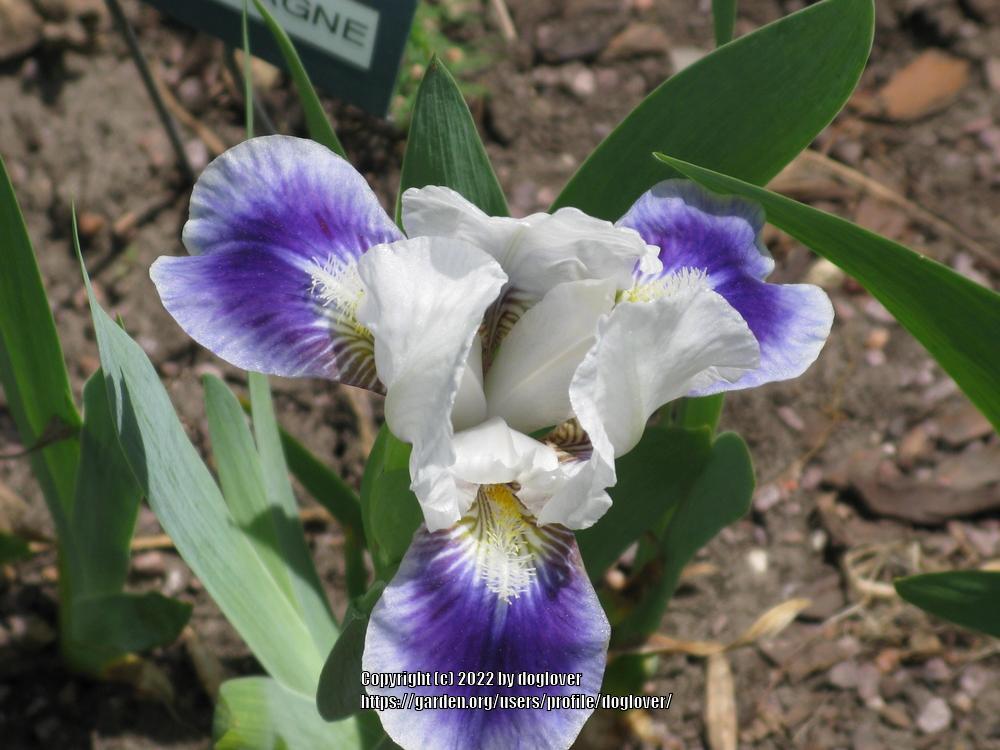 Photo of Standard Dwarf Bearded Iris (Iris 'Boo') uploaded by doglover