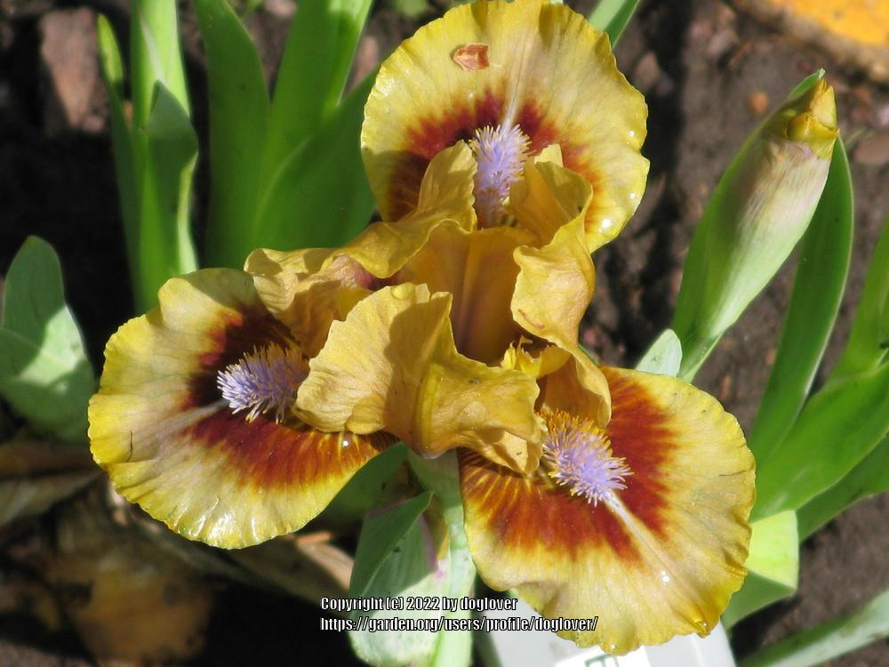 Photo of Standard Dwarf Bearded Iris (Iris 'Eye of Newt') uploaded by doglover