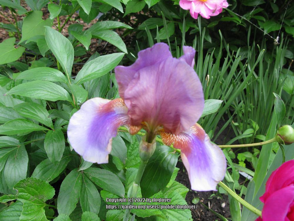 Photo of Tall Bearded Iris (Iris 'Burnt Toffee') uploaded by doglover
