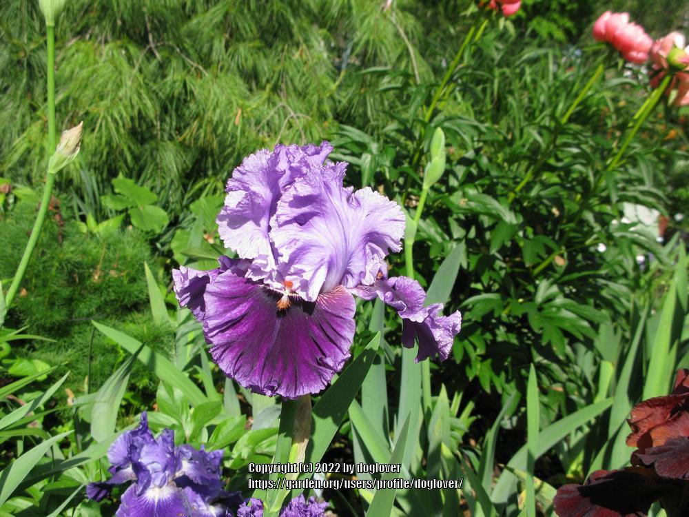 Photo of Tall Bearded Iris (Iris 'Louisa's Song') uploaded by doglover
