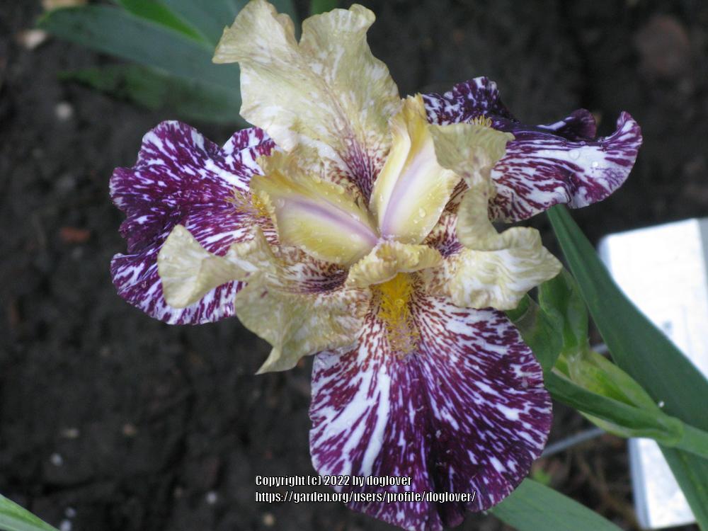 Photo of Tall Bearded Iris (Iris 'Gnus Flash') uploaded by doglover