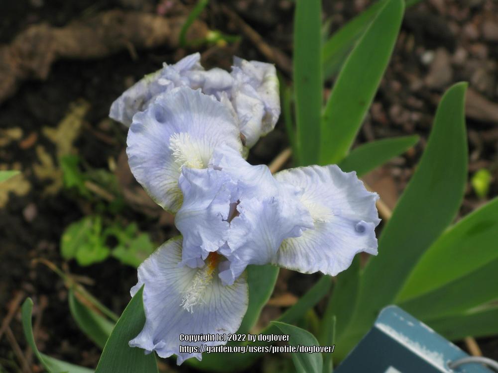 Photo of Standard Dwarf Bearded Iris (Iris 'Ocean Pearl') uploaded by doglover