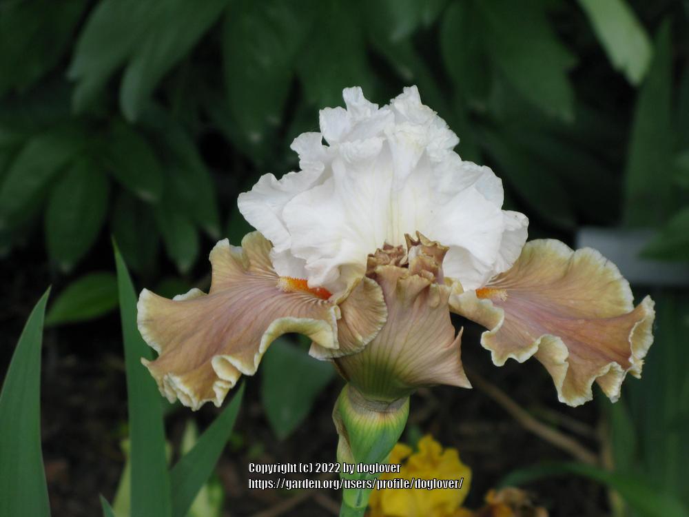 Photo of Tall Bearded Iris (Iris 'Coffee Whispers') uploaded by doglover