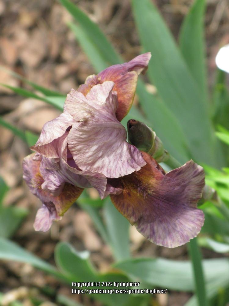 Photo of Border Bearded Iris (Iris 'Jungle Shadows') uploaded by doglover