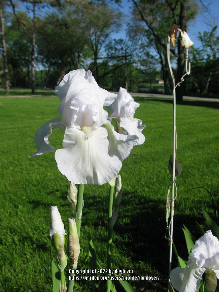 Photo of Tall Bearded Iris (Iris 'Immortality') uploaded by doglover