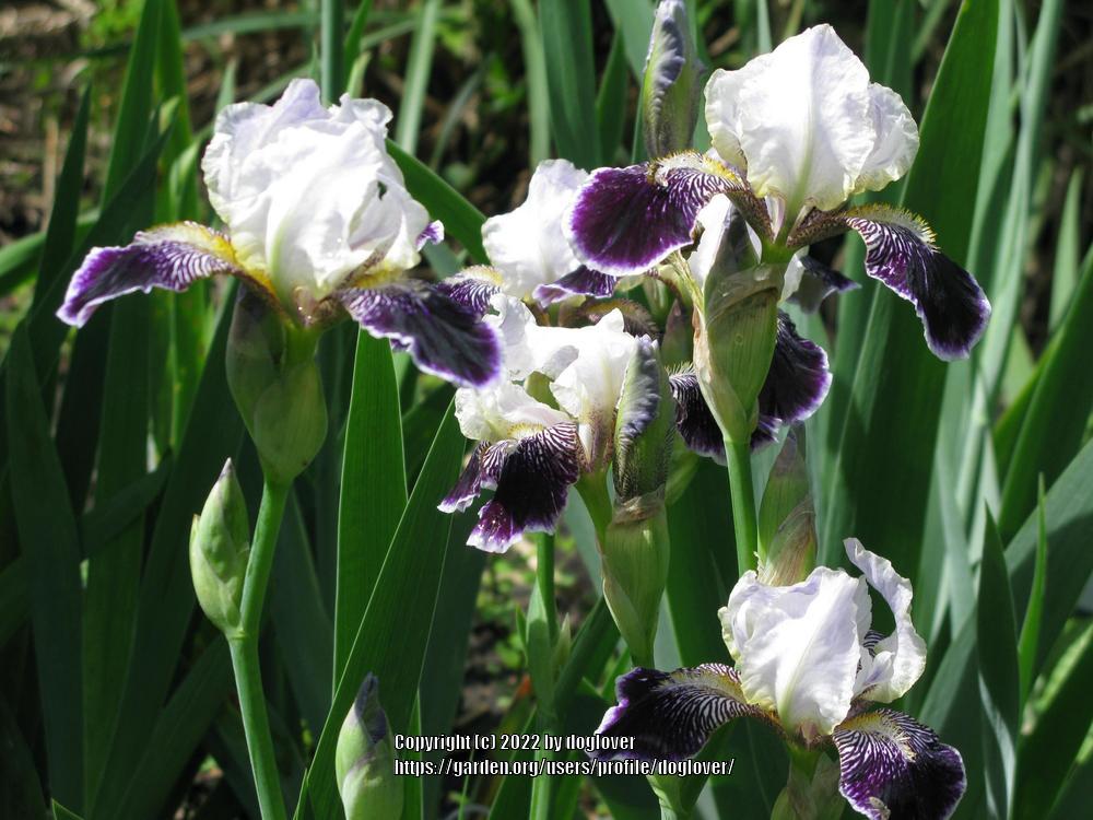 Photo of Miniature Tall Bearded Iris (Iris 'Frosted Velvet') uploaded by doglover