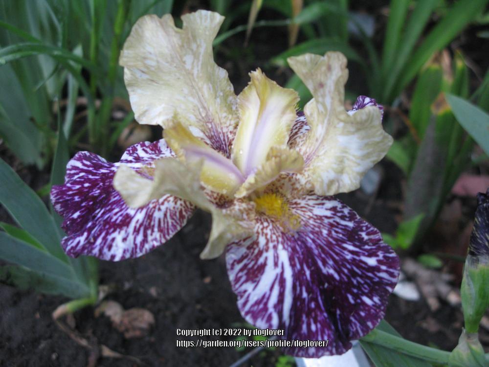 Photo of Tall Bearded Iris (Iris 'Gnus Flash') uploaded by doglover