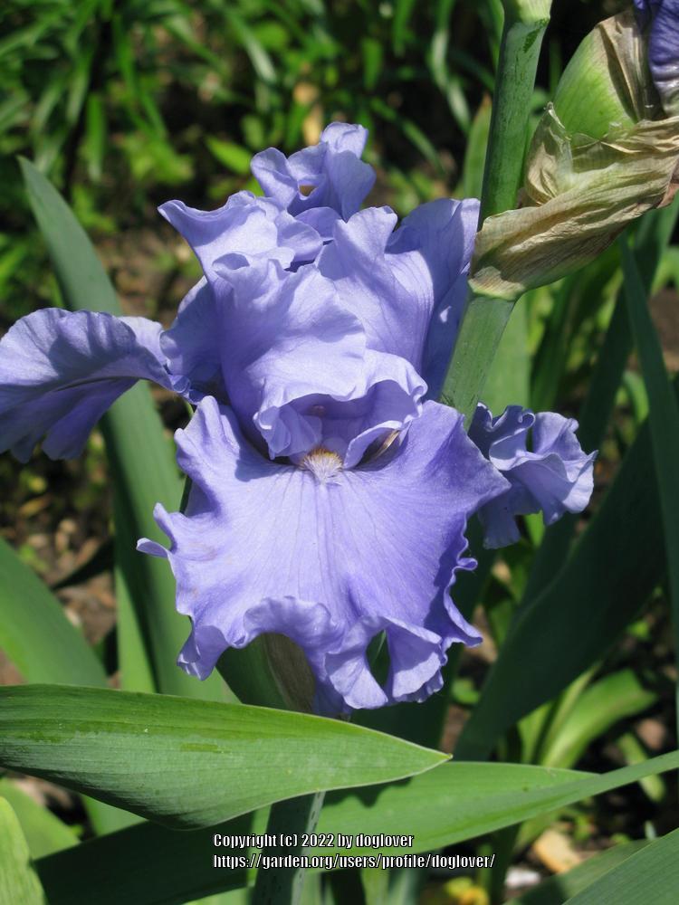 Photo of Tall Bearded Iris (Iris 'Merchant Marine') uploaded by doglover
