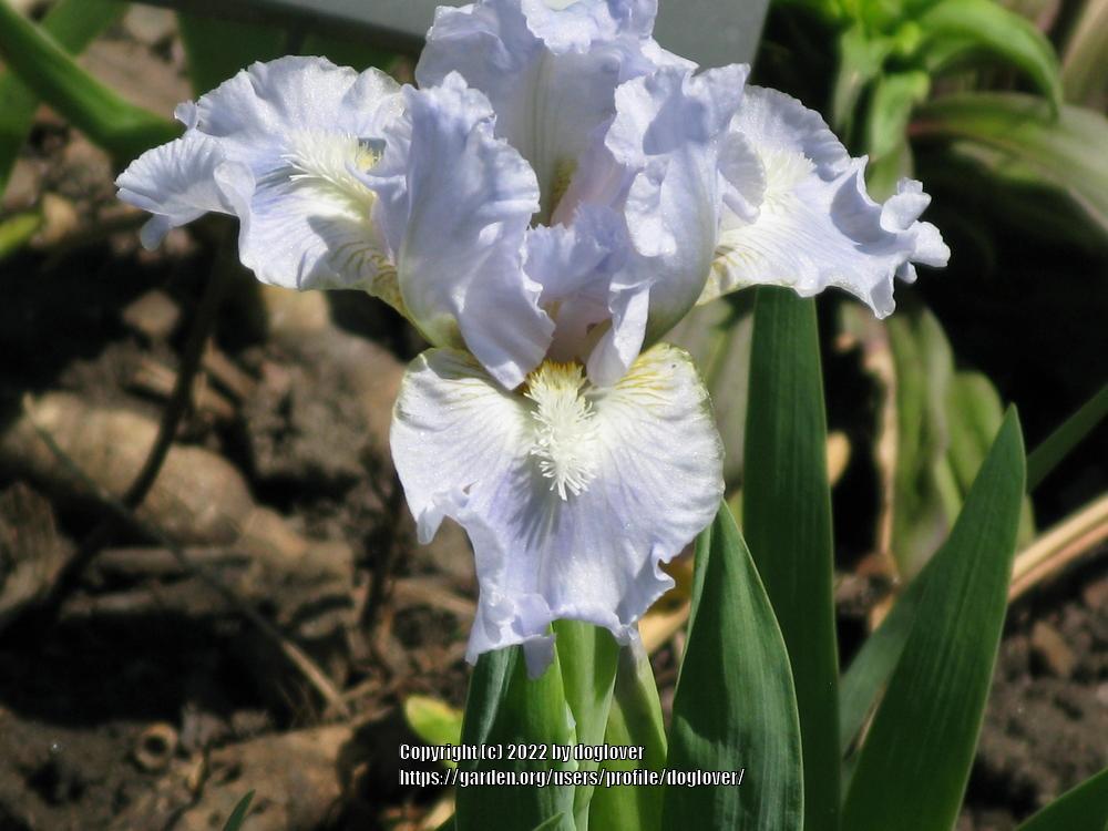 Photo of Standard Dwarf Bearded Iris (Iris 'Ocean Pearl') uploaded by doglover