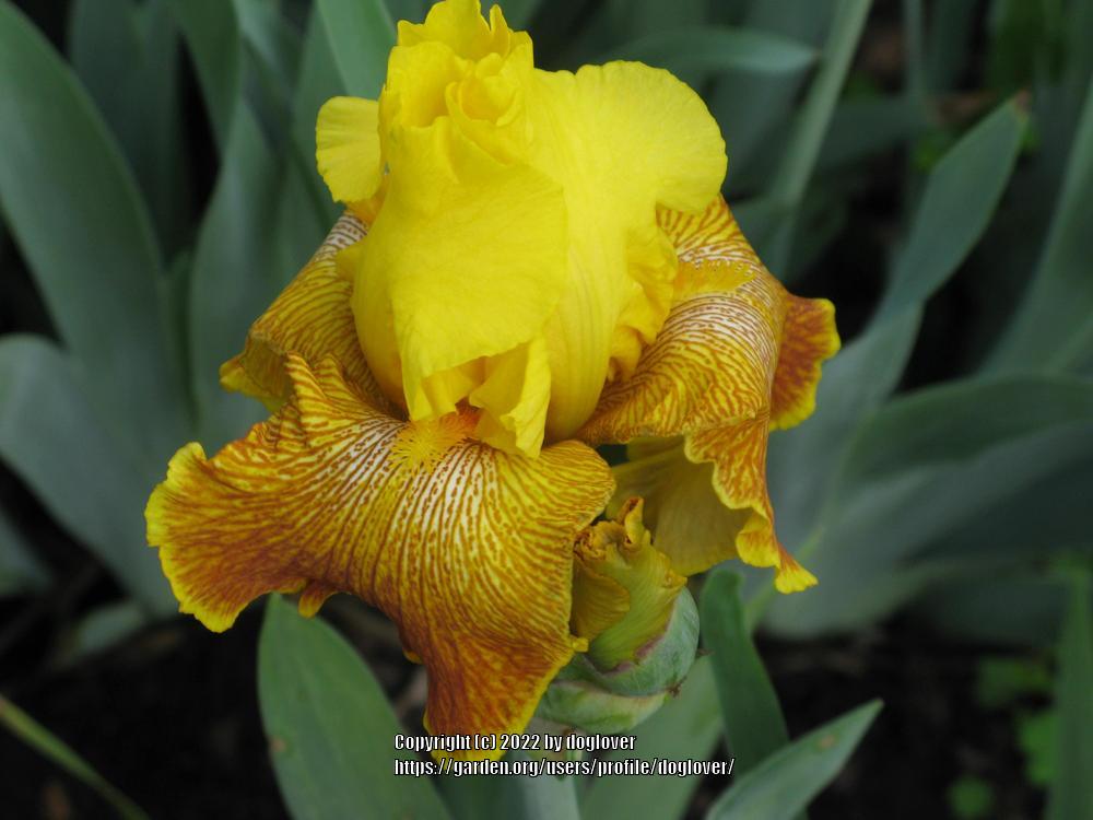 Photo of Tall Bearded Iris (Iris 'Bengal Tiger') uploaded by doglover