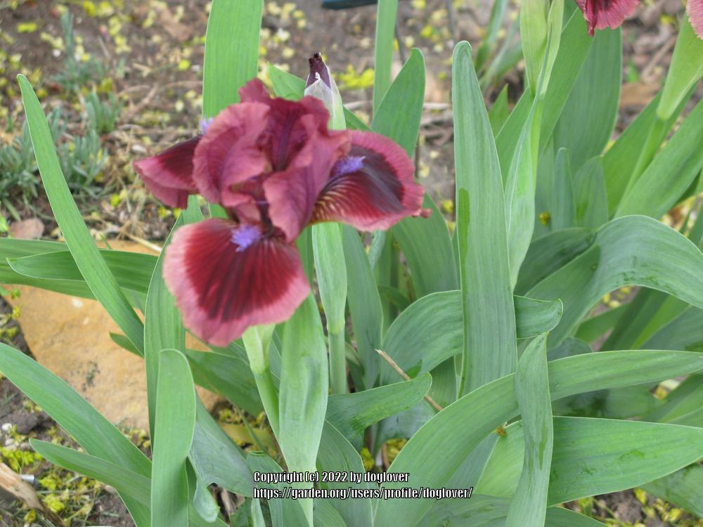 Photo of Standard Dwarf Bearded Iris (Iris 'Cat's Eye') uploaded by doglover
