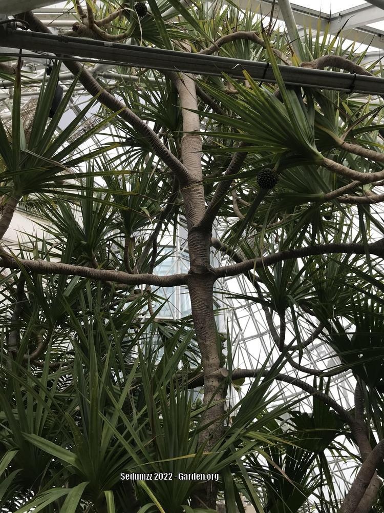 Photo of Madagascar Screw Pine (Pandanus utilis) uploaded by sedumzz