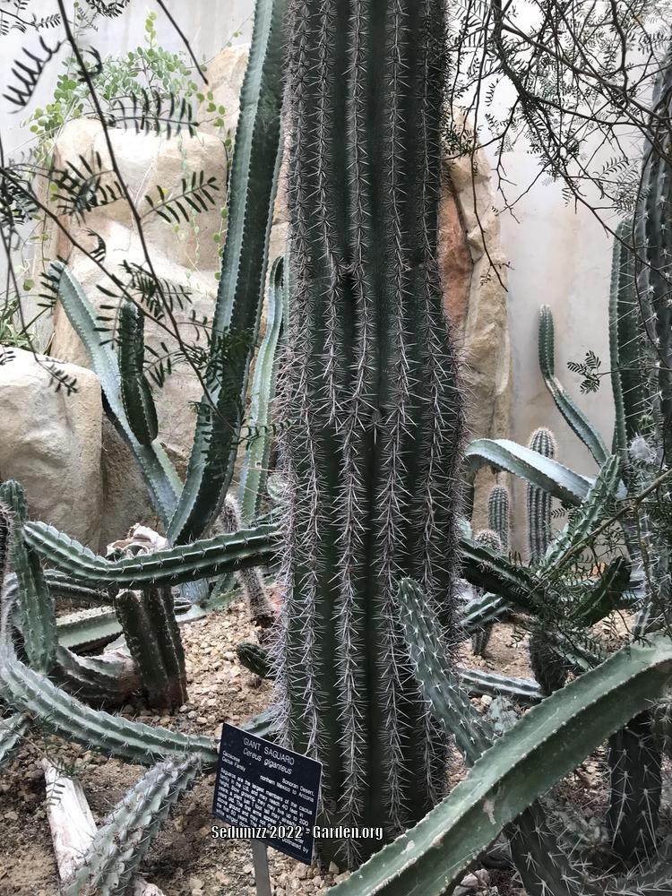 Photo of Saguaro (Carnegiea gigantea) uploaded by sedumzz