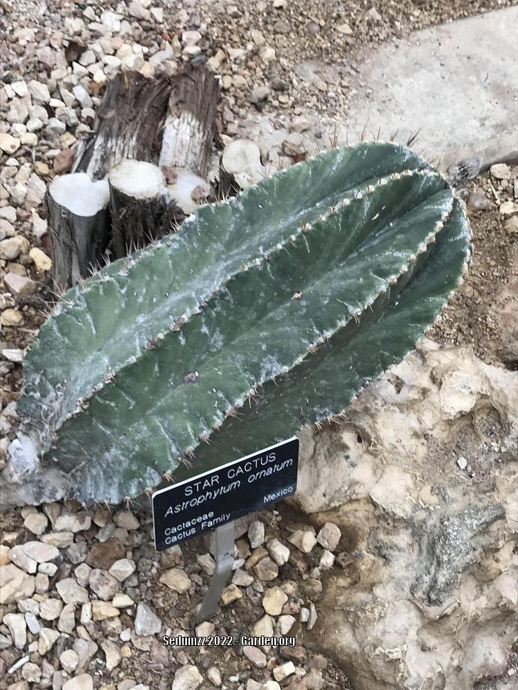Photo of Star Plant (Astrophytum ornatum) uploaded by sedumzz