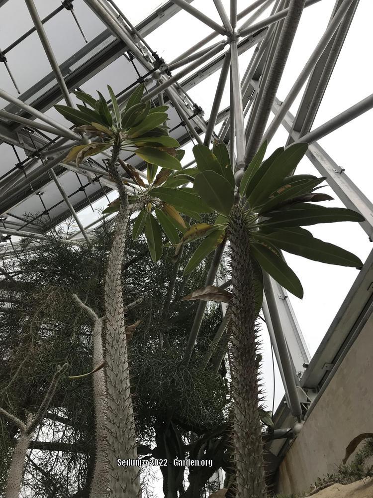 Photo of Madagascar Palm (Pachypodium lamerei) uploaded by sedumzz