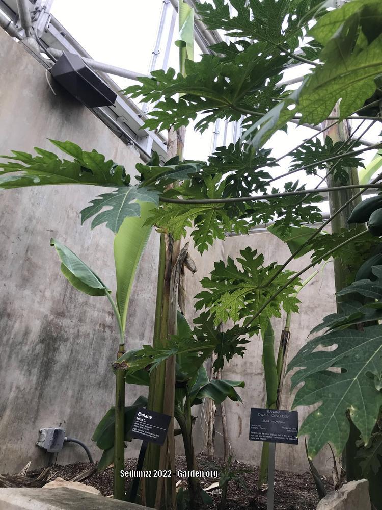 Photo of Cavendish Banana (Musa acuminata 'Dwarf Cavendish') uploaded by sedumzz