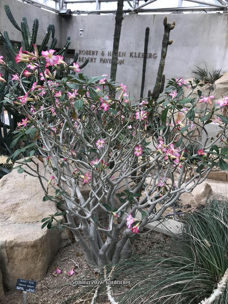 Photo of Desert Rose (Adenium obesum) uploaded by sedumzz