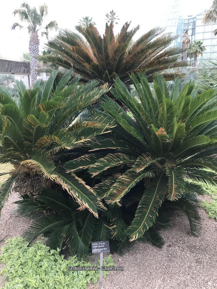 Photo of Sago Palm (Cycas revoluta) uploaded by sedumzz