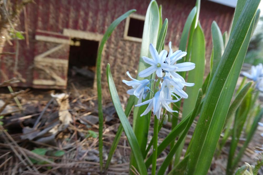 Photo of Striped Squill (Puschkinia scilloides) uploaded by LoriMT
