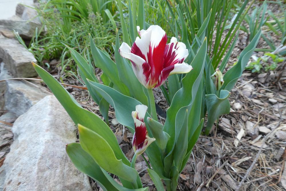 Photo of Triumph Tulip (Tulipa 'Grand Perfection') uploaded by LoriMT