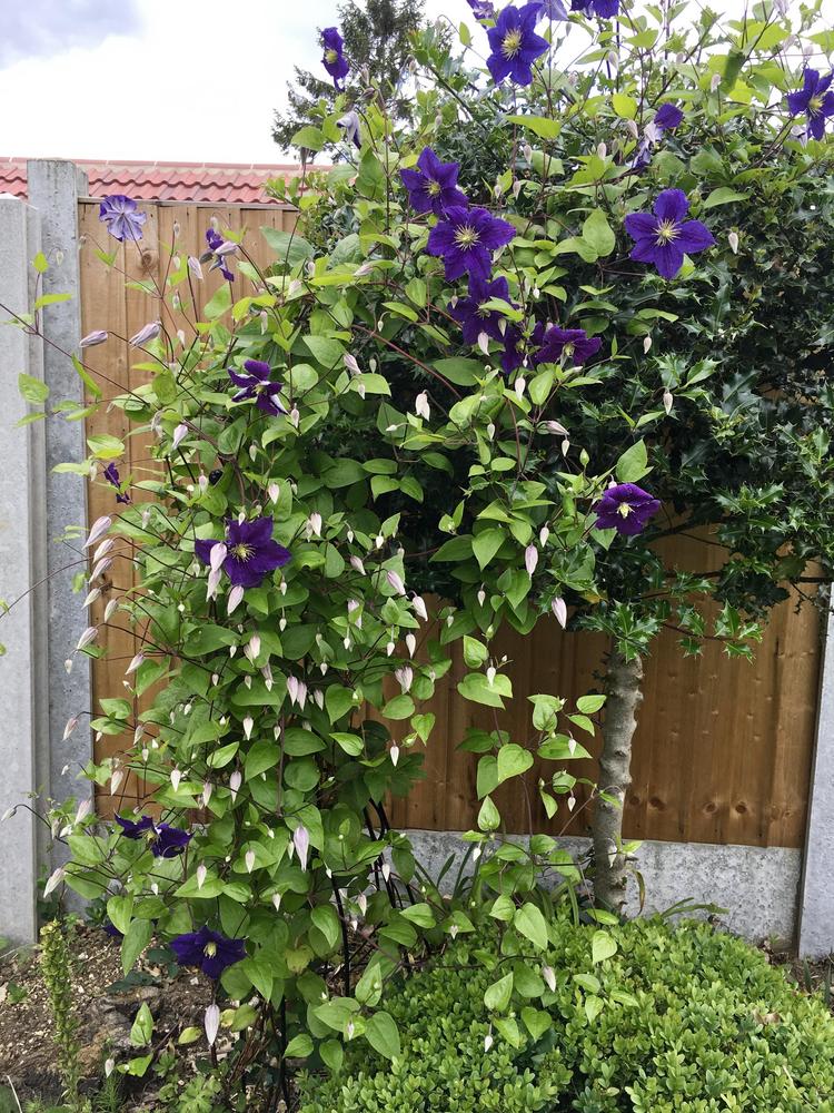 Photo of Clematis (Clematis viticella 'Etoile Violette') uploaded by RachaelHunter