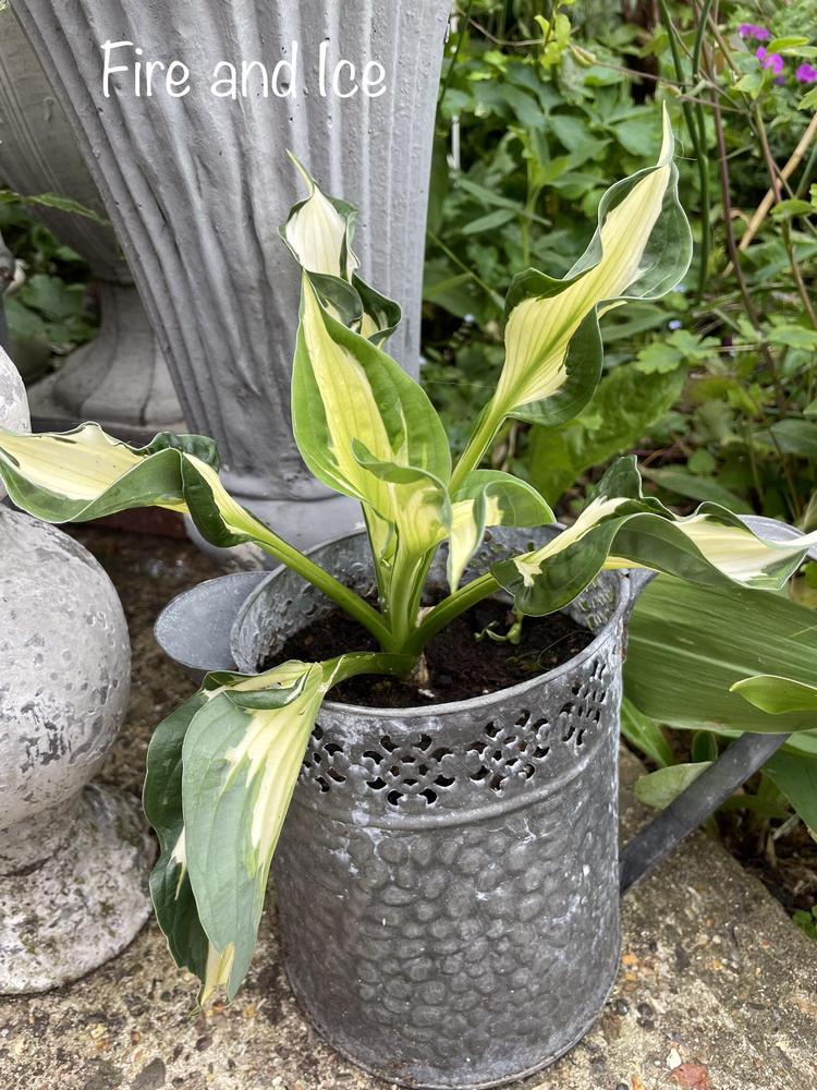 Photo of Hosta 'Fire and Ice' uploaded by RachaelHunter
