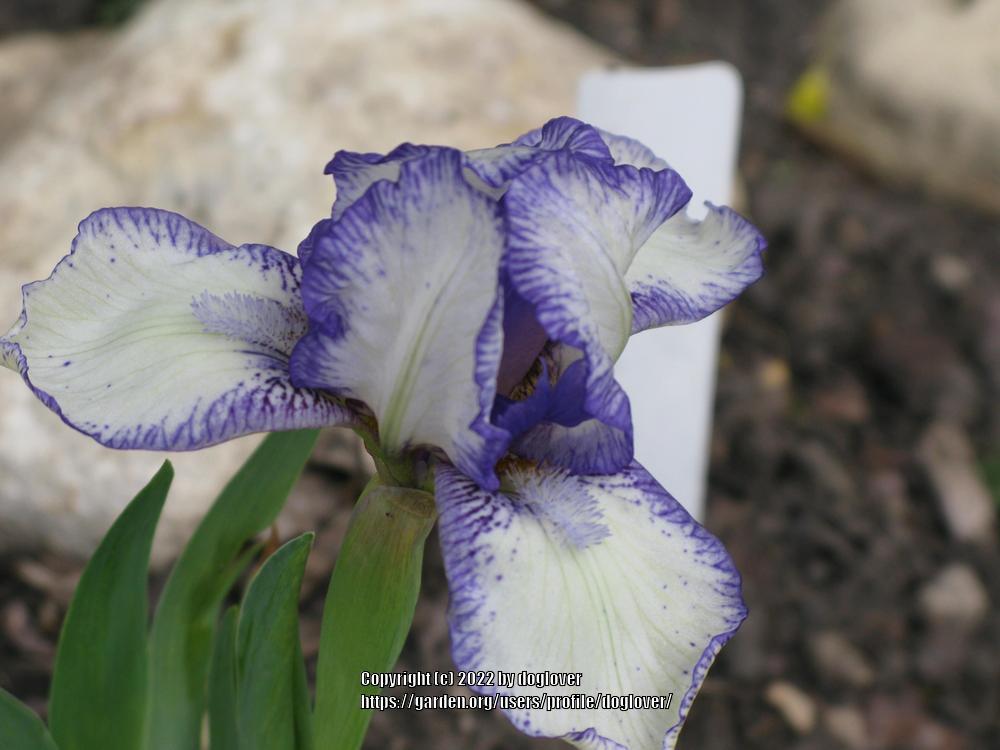 Photo of Standard Dwarf Bearded Iris (Iris 'Stitch Witch') uploaded by doglover