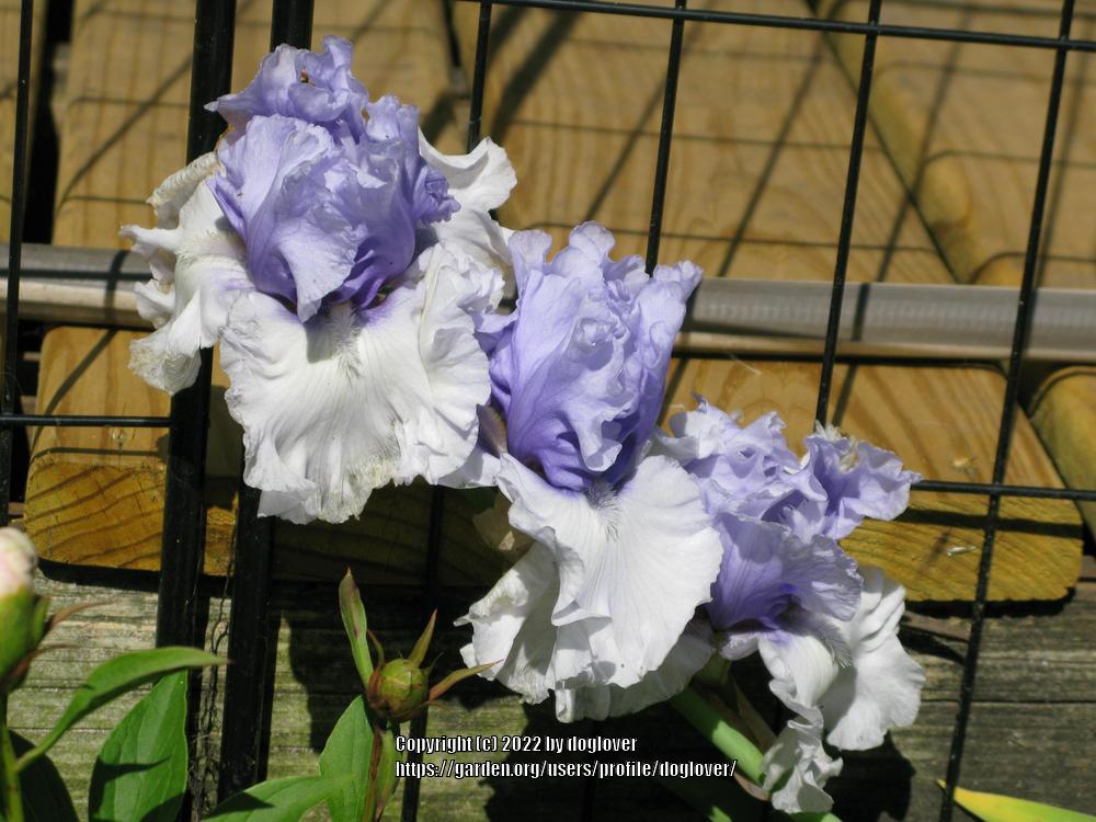 Photo of Tall Bearded Iris (Iris 'Wintry Sky') uploaded by doglover