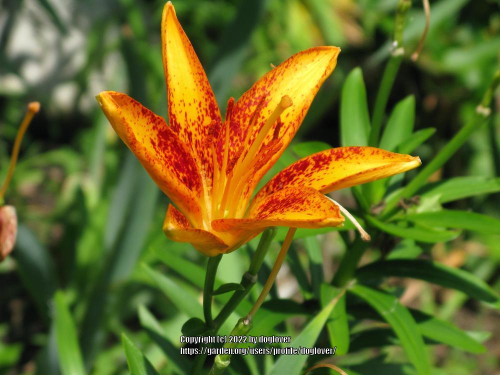 Photo of Lily (Lilium Lily Looks™ Tiny Orange Sensation) uploaded by doglover
