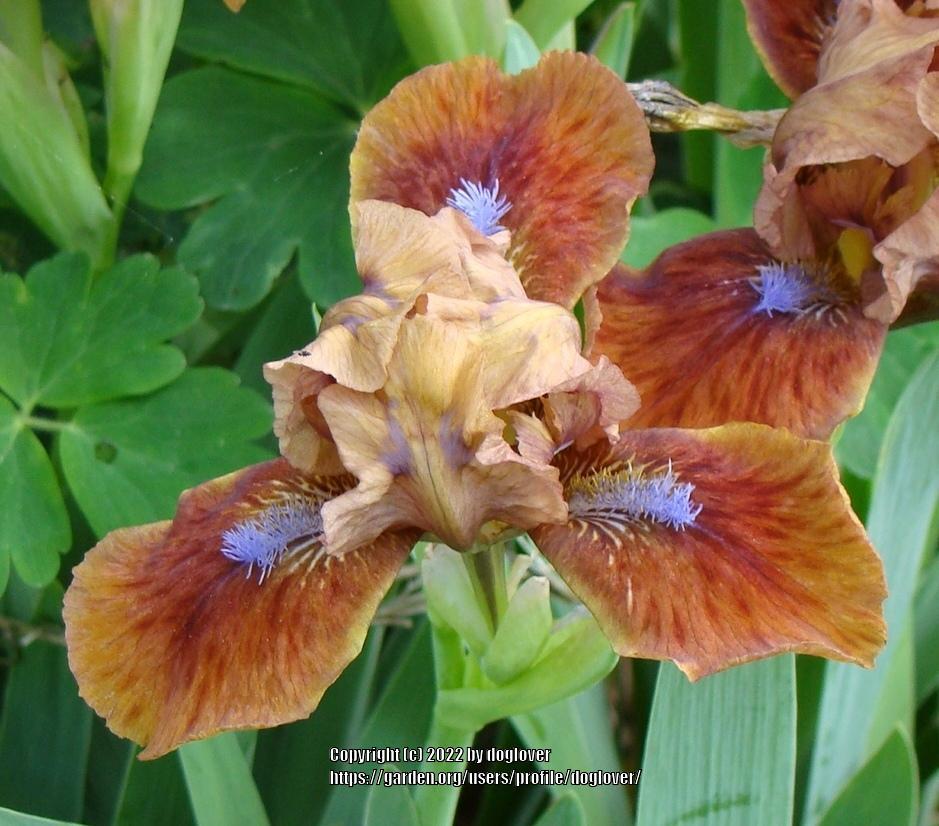 Photo of Standard Dwarf Bearded Iris (Iris 'Tantara') uploaded by doglover
