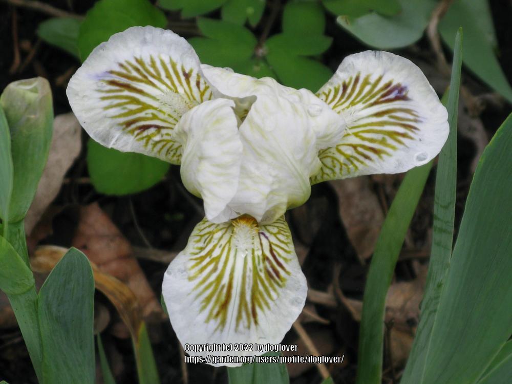 Photo of Standard Dwarf Bearded Iris (Iris 'Snow Tree') uploaded by doglover